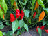 Hot Paper Lantern Pepper